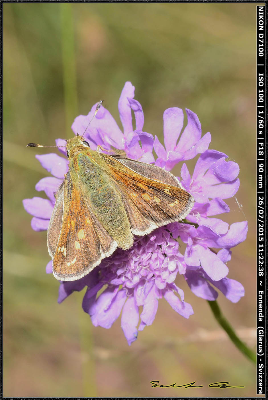 Hesperiidae dalla Svizzera - Hesperia comma